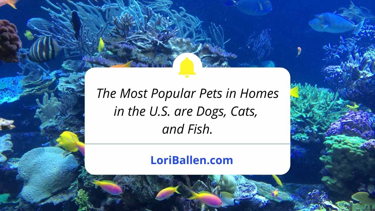 In a study by APAA, results showed that the most popular type of pet in the United States, based on a survey from 2021, is dogs, with around 75 percent of pet owners owning at least one. Coming in second is cats with nearly 45.3 million pet owners and freshwater fish in third with 11.8 million owners.